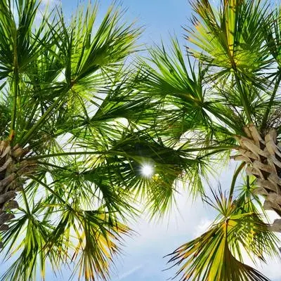 Palmetto fronds against the sky